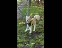 Collab ClipsIG - Dog on Leash Rocks Head and Body 