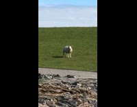 White sheep lamb coughs loudly grass field 
