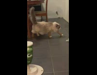 Collab BitchMP - Woman laughing at cat walking