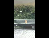 Collab Clips mpugc - Cat sitting outside during hurricane storm