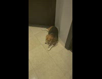 Beagle watching dog eat grumbles and whines 