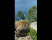 2 monkeys  mate on island 