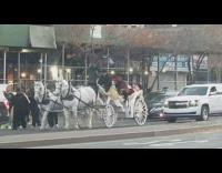 white horses and carriage woman in red inside