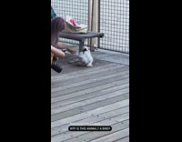 Fluffy white chicken gets dressed up 