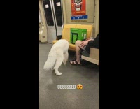 Tiny samoyed dog hides under train seat 