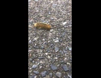 Caterpillars walks along the hallway at school while boy talks