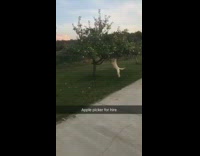 Apple Picker For Hire Dog Picks Apples