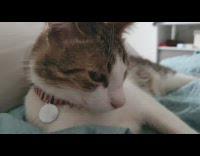 Cat lays down on blue blanket 