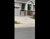 Collab BitchMP - Girl barks at dog and then hears car accident