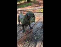 Dog covered in duckweed 