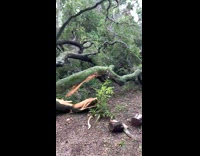 Man Runs Away from Giant Fallen Tree 