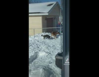 Older neighbor plays with black and brown dog
