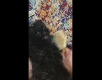 Black dog holds and plays with brush 