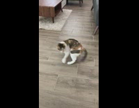 Pet cat play and spins fast to chase its own tail