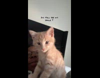 Kitten yawns and smiles at the camera