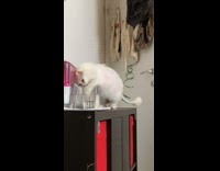 White cat tries to drink glass of water falls off 