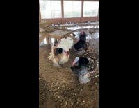 Guy talks to turkey with gobble sound