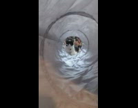 Cat crawls and lays down in toy tunnel