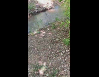 Collab DailyDoseOfInternet - Squirrel released from cage and swim water