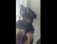 Dog does not know how to sleep