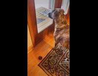 Dog can press button when it wants to go outside 