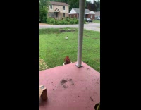 Collab Clips mpugc - Cat hears inner song and runs home