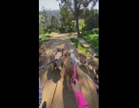 Group of dogs go on walk 