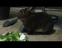 Black brown bunny rabbit eats salad spinach 