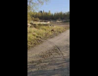Two baby fox approach guy run away 