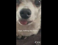 Submitter Closes In on Tired Pet Dog