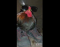 Collab ClipsIG - Two Roosters in Shoes and Shades at Pen