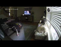 Dog breaks lamp and hits other dog with wagging tail
