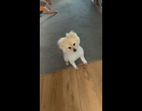 Small white dog taps paws in excitement 