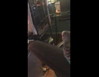 Parakeet bird on chair beatbox cage desk