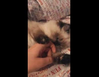 Brown kitten plays with owners hand in bed 