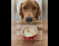 Golden retriever dog ice cream red cup