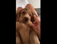 Collab DogIG - Woman does bop it trend on puppy 