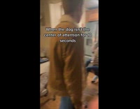 Dog in kitchen wants attention barks during party 