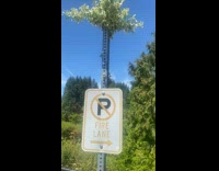 Plant from Ground Thrives on Top Pole