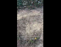 Guy sees cotton field and goes to steal some 