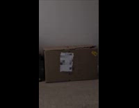 Cat likes to play boxes hides inside