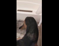 German Shepherd dog refuse to get in bathtub