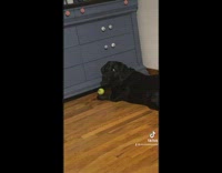 Black dog purposely puts ball under dresser 