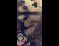 Black white dog looks back at owner from the couch 