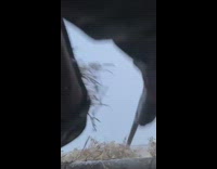 Lady shoots flying birds down with gun 