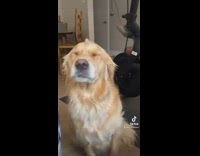 Brown golden retriever smiles for lady