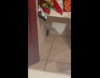 Woman tries to catch scorpion inside cabinet