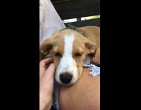 white and brown dog asleep on womans ripped jeans