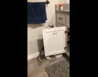 Pet cat reaches and opens the cabinet door to enter