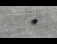 Fly on its back struggling to get back up